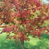 Sugar Maple, Acer Saccharum (Northern), 20 Tree Seeds, Fall Colors!