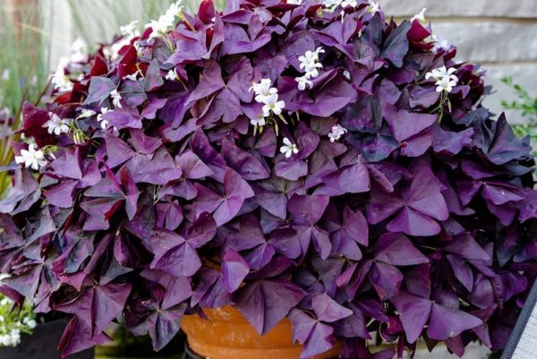 Purple Shamrock Bulbs - 20 Bulbs to Plant - Good Luck Plant - Fast Growing Year Round Color Indoors or Outdoors - Oxalis