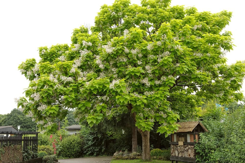 Golden Shower Tree Seeds for Planting (10 Seeds) - Stunning Weeping Yellow  Blooms