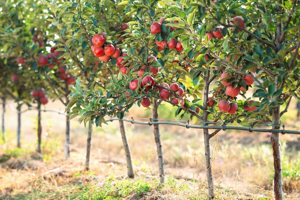 Organic CrimsonCrisp® Semi-Dwarf Apple Tree - Fruition Seeds