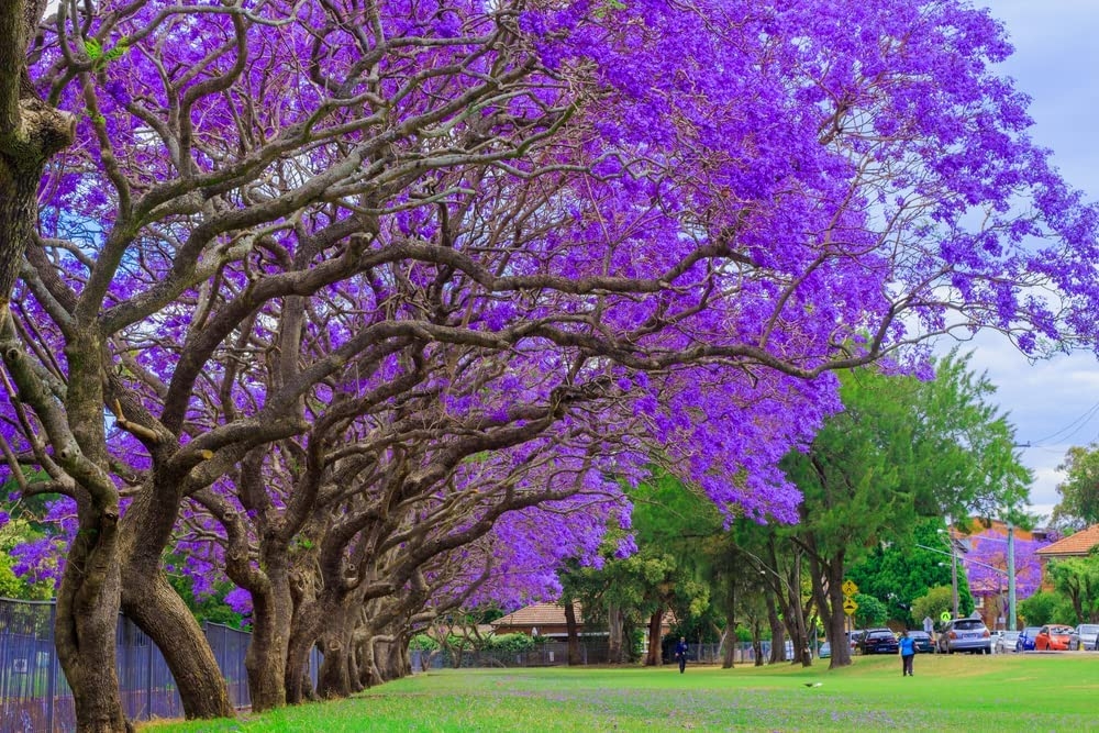 *Rare Exotic* Tropical Purple Tree Authentic Jacaranda Tree Seeds From Canada 