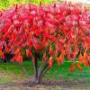 30 Staghorn Sumac Tree Seeds - Rhus typhina
