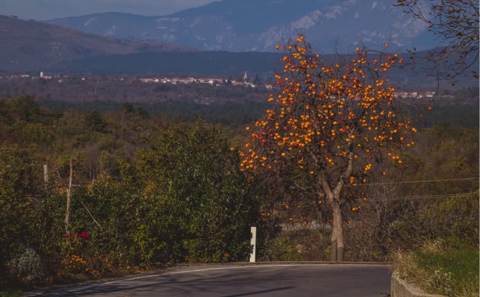 persimmon