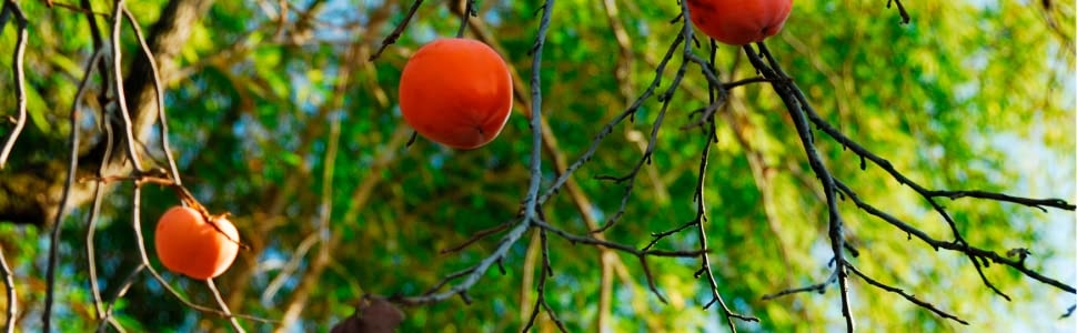 persimmon