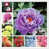 Peony Seeds - 10 Seeds - Mixed Colors, Great for Bonsai, Container or Outdoor Growing