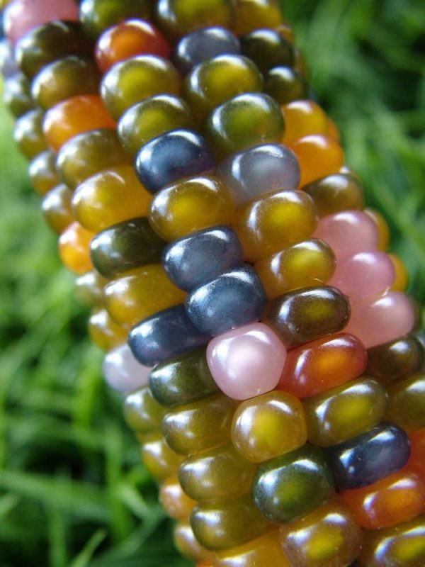 Rare Glass Gem Indian Corn Seeds - 40+ Seeds - Vibrant Translucent Kernels - Grown in Iowa - A Must Have!