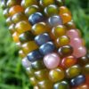 Rare Glass Gem Indian Corn Seeds - 75+ Seeds - Vibrant Translucent Kernels - Grown in Iowa - A Must Have!