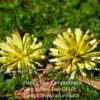 Happy Tree Seeds for Planting (30 Seeds) - Camptotheca acuminata