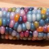 Rare Glass Gem Indian Corn Seeds - 40+ Seeds - Vibrant Translucent Kernels - Grown in Iowa - A Must Have!