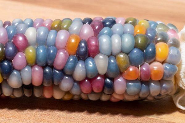 Rare Glass Gem Indian Corn Seeds - 75+ Seeds - Vibrant Translucent Kernels - Grown in Iowa - A Must Have!