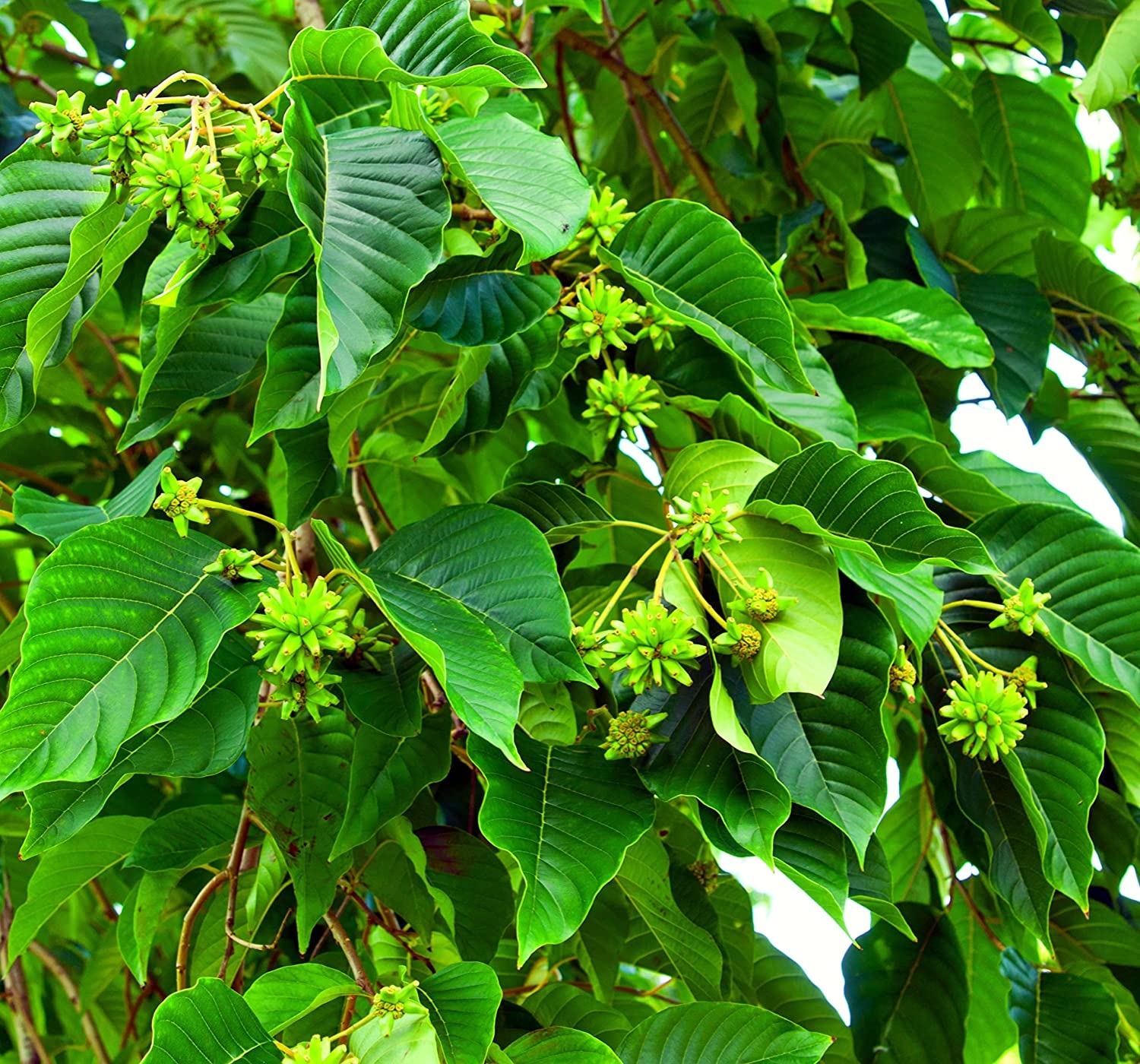 Happy Tree Seeds for Planting (30 Seeds) – Camptotheca acuminata