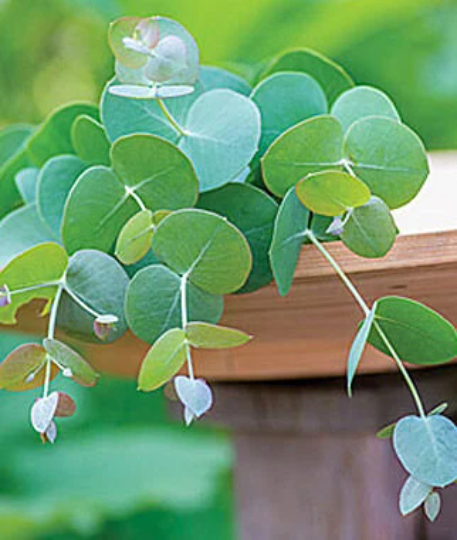 Eucalyptus Silverdrop