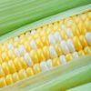 Peaches and Cream Sweet Corn Seeds to Plant Sweet Bi-Color Corn