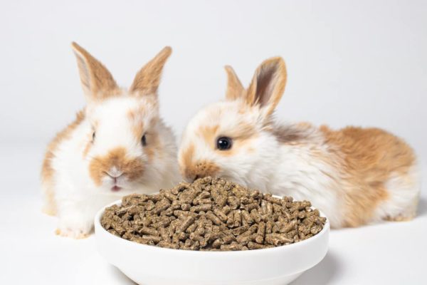 CZ Grain Premium Rabbit Pellets for Feeding - All Natural Adult Rabbit Pellets