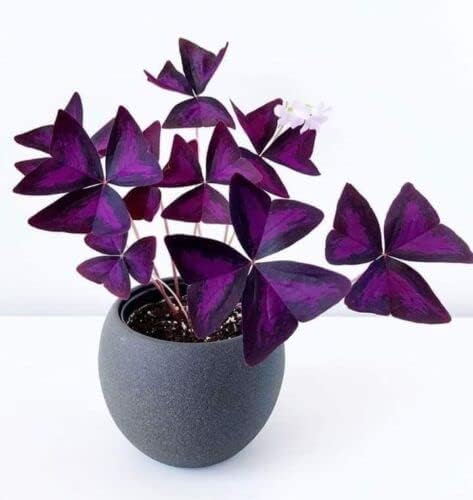 Oxalis triangularis