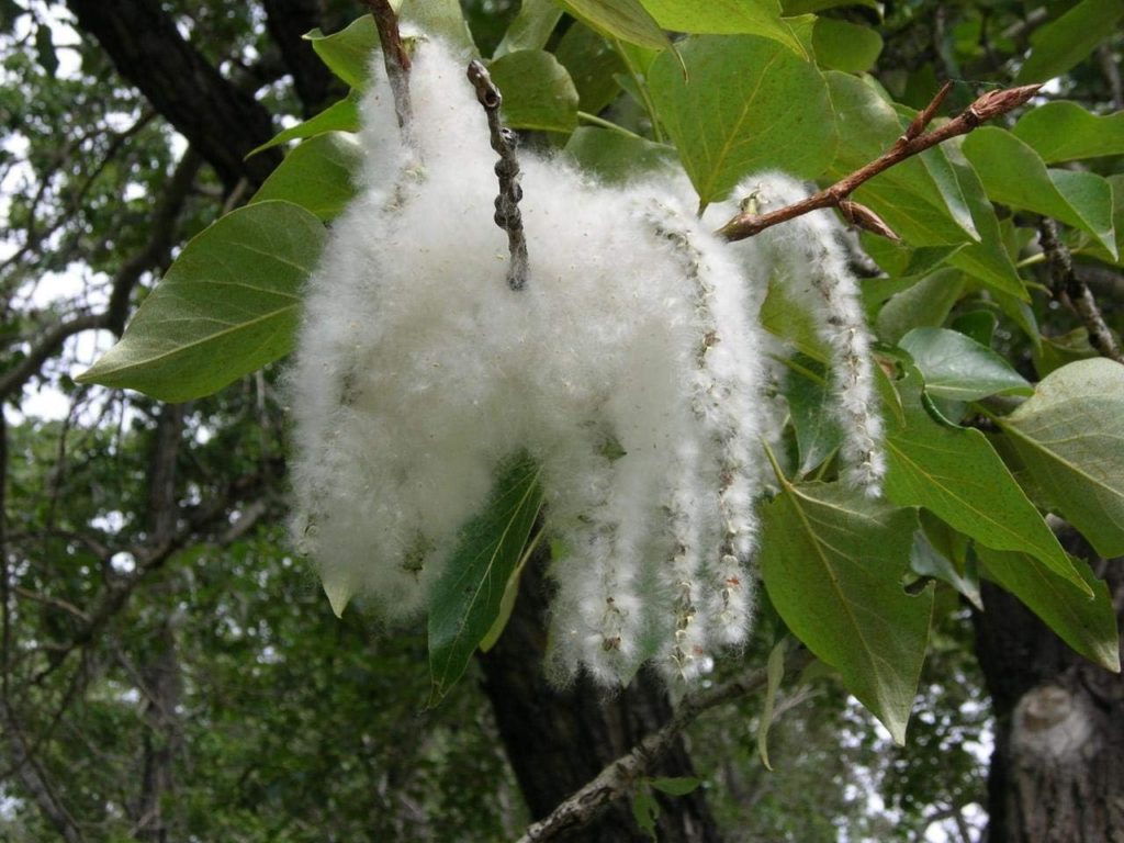 Getv Tree 2 Cottonwood Tree Cuttings – Grow 2 Trees – Fast Growing Trees for ...