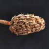 Magnolia Pine Cones - Stunning Magnolia Seed Pods, Great for Decorating, Crafts, Wedding and Fall Decor, Wreath Making