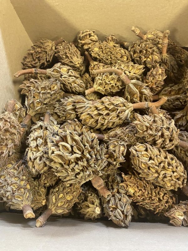 Magnolia Pine Cones - Stunning Magnolia Seed Pods, Great for Decorating, Crafts, Wedding and Fall Decor, Wreath Making