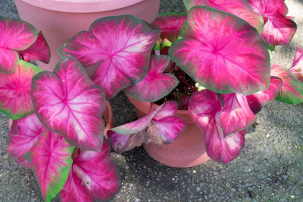 6 Rosebud Caladium Bulbs for Planting - Perennial Hosta, Elephant Ears