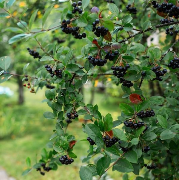 Black Chokeberry Bush Seedlings for Planting - No Ship to California