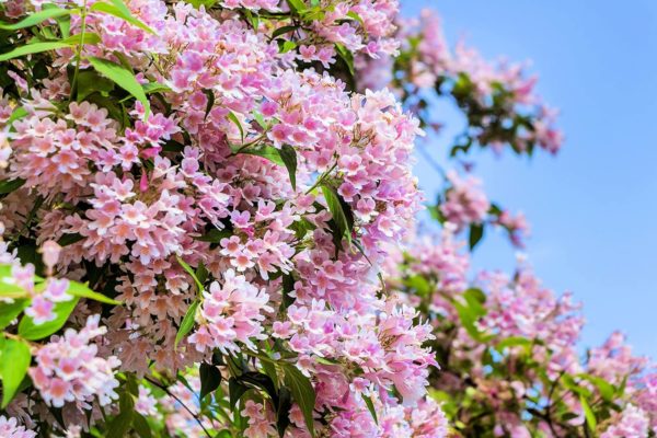 Beautybush Seeds for Planting (20 Seeds) - Kolkwitzia amabilis