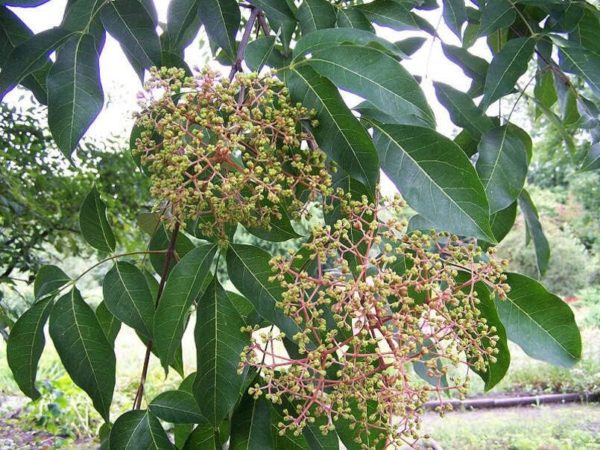 Bee-bee Tree Seeds for Planting (30 Seeds) - Tetradium daniellii