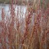 Bog Myrtle Shrub Seeds for Planting (15 Seeds) - Myrica Gale