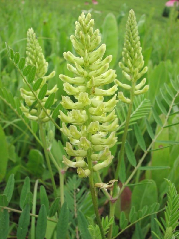 Canada Milk Vetch Seeds for Planting (50 Seeds) - Astragalus Canadensis