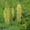 Canada Milk Vetch Seeds for Planting (50 Seeds) - Astragalus Canadensis