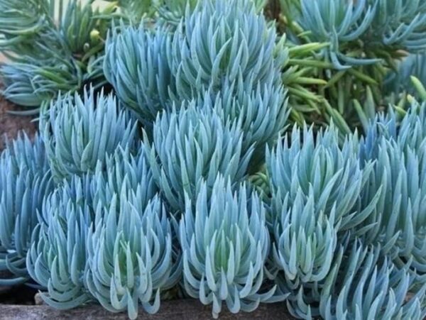 Blue Chalksticks Succulent Seeds for Planting (10 Seeds) - Senecio mandraliscae