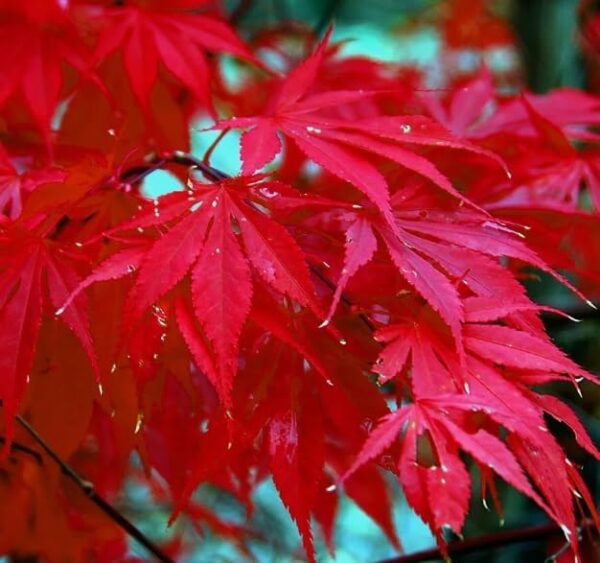 Japanese Red Maple Bonsai - 300 Seeds