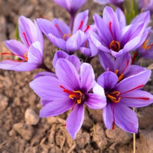 Saffron Crocus Bulbs - Grow Saffron Spice - Very Rare, Easy to Grow Perennial (50 Bulbs)