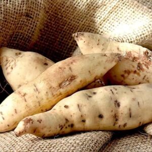 White Sweet Potato Slips for Planting - Grow Your Own Delicious White Sweet Potatos (3 Slips)